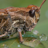 Insects